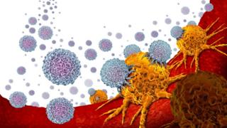 شكل يوضح كيف يهاجم العلاج المناعي خلايا السرطان