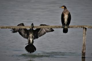 Two Cormorant birds