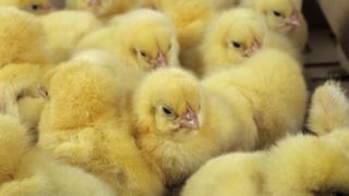 Gene-edited hens may end cull of billions of chicks - BBC News