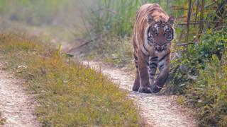 चितवन निकुञ्जभित्रको सडकमा एउटा बाघ