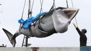 A minke whale is lifted off a boat after it was caught on the first day after the resumption of commercial whaling, in Kushiro, Hokkaido, Japan (1 July 2019)