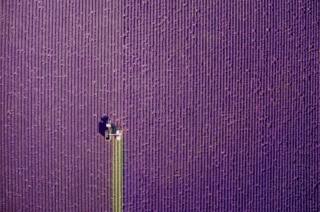 Lavender field in Provence, France