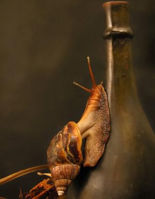 Caracol subiendo por el cuello de una botella