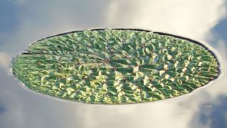 A crinkled lily pad floats on water which is reflecting the sky above