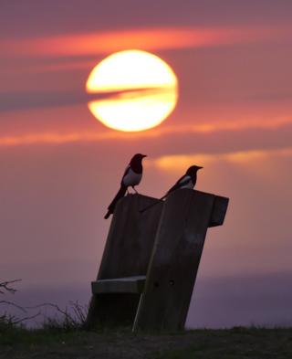 Two magpies at sunrise