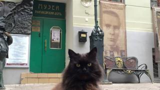 кот