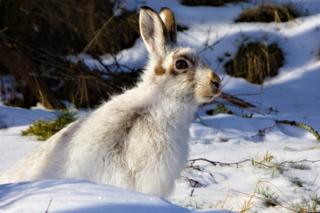 Hare