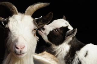 A goat and baby goat kid