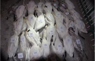 Picture of dead swans in Inner Mongolia