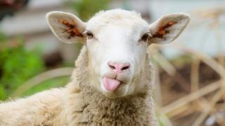 A-sheep-sticking-its-tongue-out.