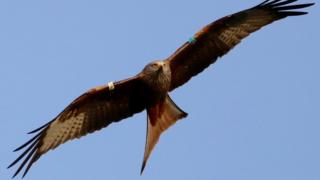 red kite