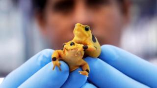 A scientist holds two golden frogs at the research centre of the Smithsonian Tropical Research Institute
