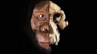 Composite of Australopithecus anamensis skull and face