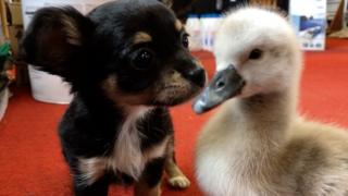 Sidney the cygnet with Jesse the Chihuahua