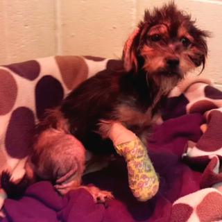 Image of injured dog