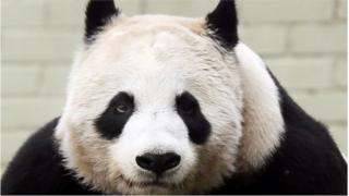 Tian Tian has been in Edinburgh for almost five years