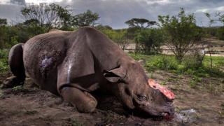 Rinoceronte masacrado (Crédito: BRENT STIRTON/WPY)