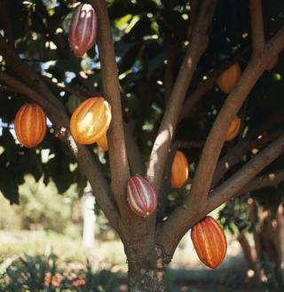 Coklat