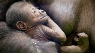 A baby gorilla being held by its mother