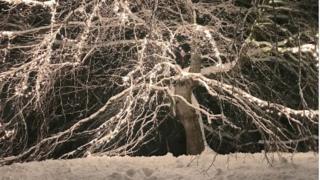 arbol