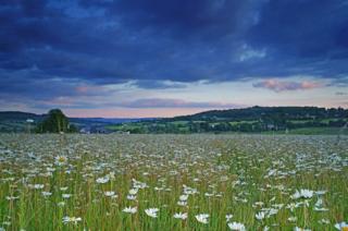 Field of flowers