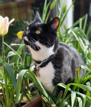 Brambles the cat