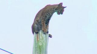 bobcat