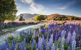 Tekapo Lupins - Richard Bloom / www.igpoty.com