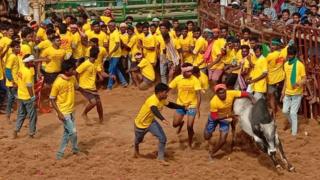 புதுக்கோட்டையில் அடங்க மறுத்த காளைகளை அடக்கிய காளையர்கள்