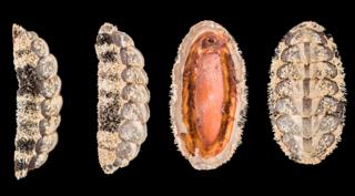 Chiton, Acanthopleura granulata © Trustees of NHM, London