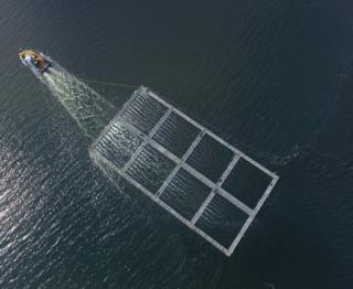 Salmon cage towed by boat