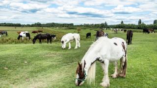 Port Meadow