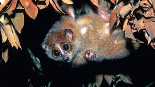 Малый (карликовый) лори (Nycticebus pygmaeus)