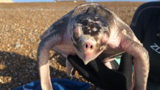 Turtle on Seaford Beach