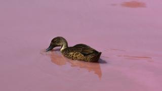 Un pato en el lago rosado de Westgate Park, Melbourne.
