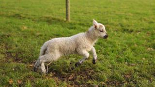A lamb leaping around a field