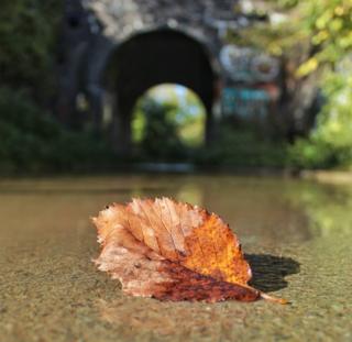 A leaf on the ground