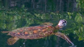 sea turtle