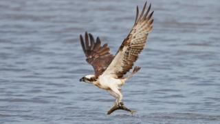 Osprey