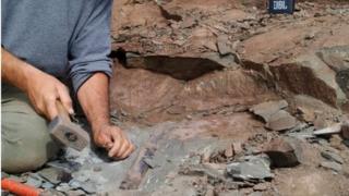 Members of the Argentine Museum of Natural Sciences unearth fossils of a megaraptor, at El Calafate, Santa Cruz, Argentina March 13, 2020
