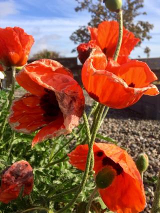 Poppies in garden