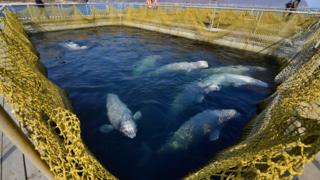 Belugas em tanques na baía de Srednyaya