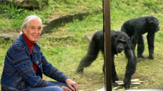 Nhà khoa học Jane Goodall dành cả sự nghiệp để nghiên cứu và tuyên truyền bảo vệ động vật hoang dã