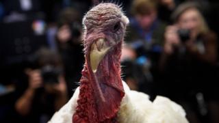 Primer plano de un pavo