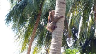 Chained monkey climbs tree