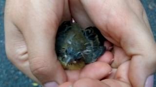 Pajaro.