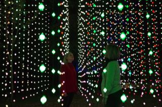 Enchanted Forest Lit Up With Shimmer Show Bbc News