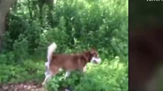 dog