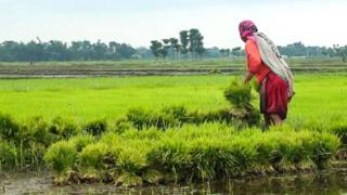 धान रोपाइँको चटारो