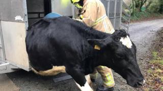 Cow stuck in trailer